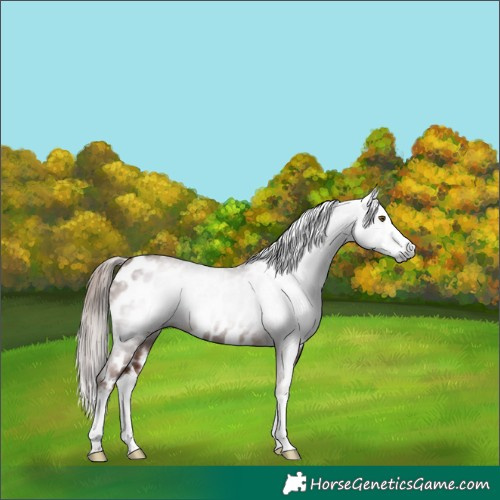Horse Color:Gray Chestnut Splash Appaloosa 