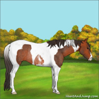 Horse Color:Bay Tobiano Rabicano 