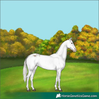 Horse Color:Silver Bay Dun Sabino Varnish Rabicano 