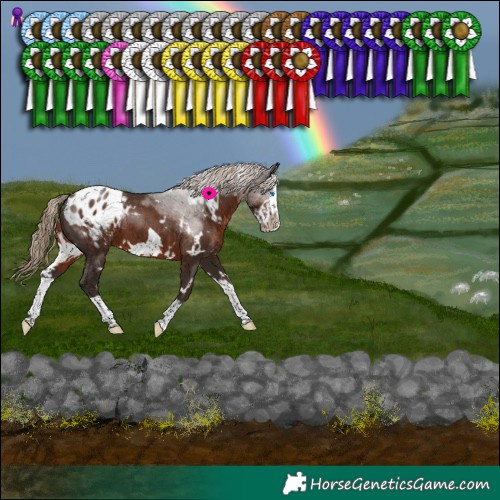 Horse Color:White Spotted Liver Chestnut Splash Frame Appaloosa