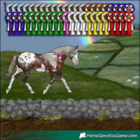 Horse Color:White Spotted Liver Chestnut Splash Frame Appaloosa 