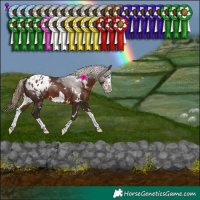 Horse Color:White Spotted Liver Chestnut Splash Frame Appaloosa 