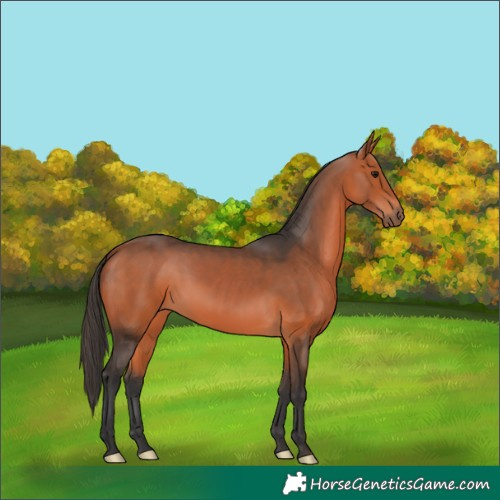 Horse Color:Bay 