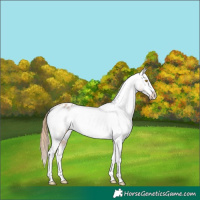 Horse Color:White Spotted Bay Pearl Appaloosa 