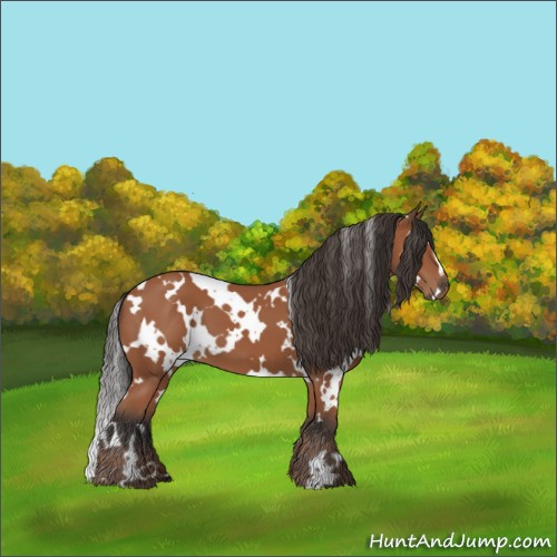 Horse Color:White Spotted Bay 