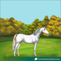 Horse Color:White Spotted Bay Pearl Splash Appaloosa 