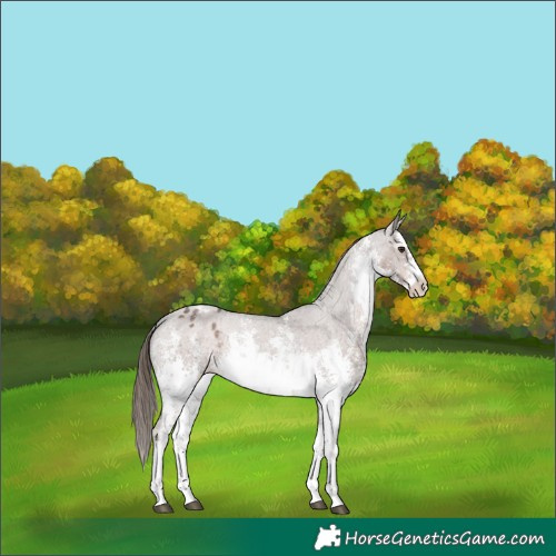 Horse Color:White Spotted Liver Chestnut Sabino Appaloosa Rabicano