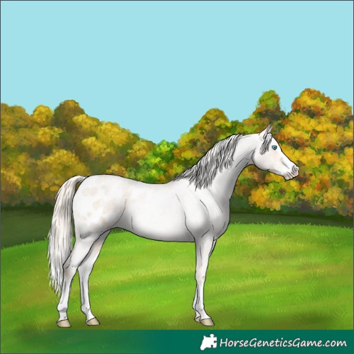 Horse Color:Palomino Roan Pearl Splash Appaloosa