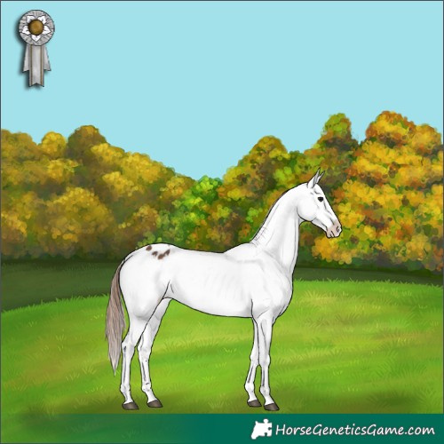 Horse Color:White Spotted Bay Blanket 