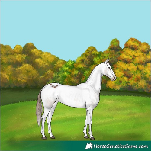 Horse Color:White Spotted Bay Appaloosa 
