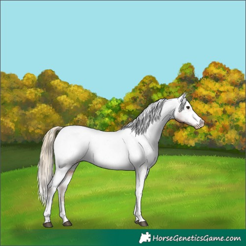 Horse Color:White Spotted Chestnut Varnish 