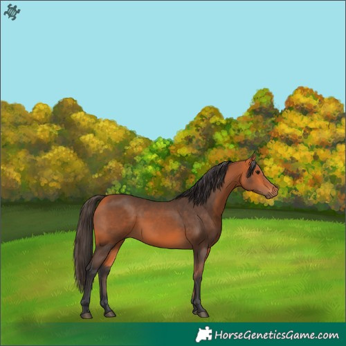 Horse Color:White Spotted Bay 