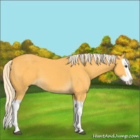 Horse Color:Palomino Splash