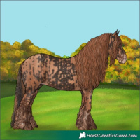 Horse Color:Liver Chestnut  and Gold Champagne 