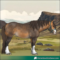 Horse Color:Buckskin 