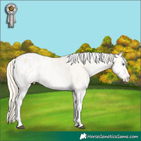 Horse Color:Palomino Pearl Onyx Tobiano Appaloosa 