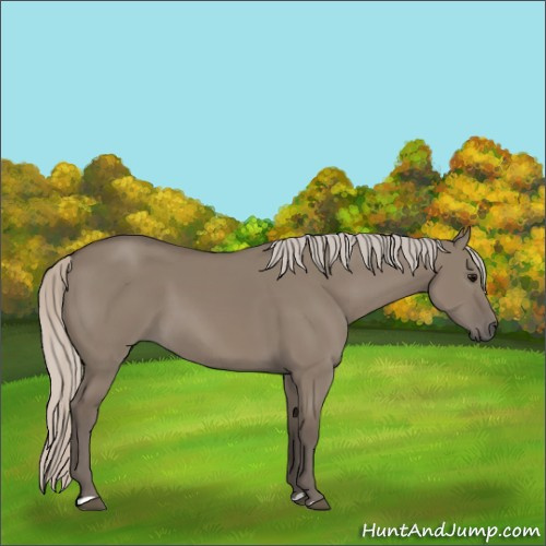 Horse Color:Silver Grullo 