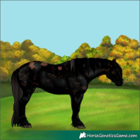 Horse Color:Void Bay Sabino 