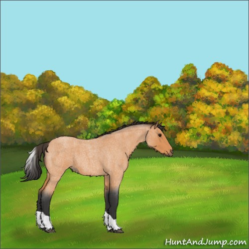 Horse Color:Bay Roan Tobiano 