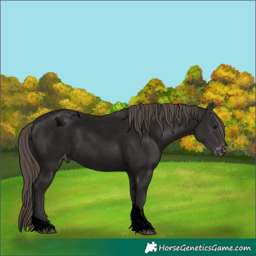 Horse Color:Void Smoky Blue Roan Tobiano Appaloosa Rabicano 