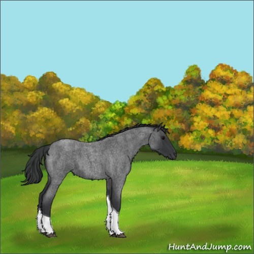 Horse Color:Blue Roan Tobiano