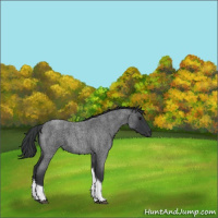 Horse Color:Blue Roan Tobiano 