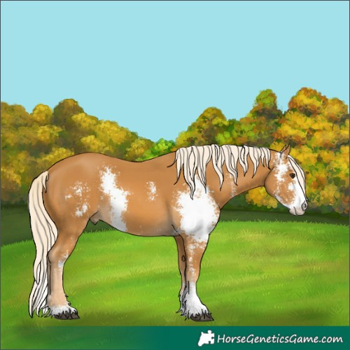 Horse Color:Palomino Sabino 