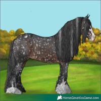Horse Color:Brown Sabino Appaloosa