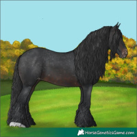 Horse Color:Brown Appaloosa 