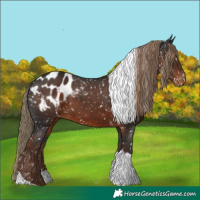 Horse Color:Liver Chestnut Tobiano Appaloosa