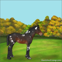 Horse Color:White Spotted Brown 
