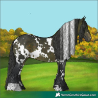 Horse Color:White Spotted Brown 