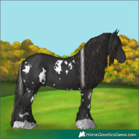 Horse Color:White Spotted Liver Chestnut 