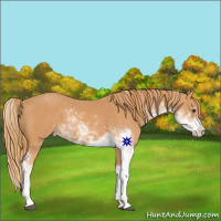 Horse Color:Chestnut Sabino