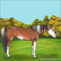 Horse Color:Bay Sabino