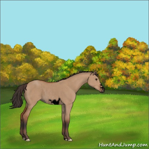 Horse Color:Void Bay Roan Dun Frame Rabicano 