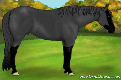 Horse Color:Void Black Splash Rabicano 