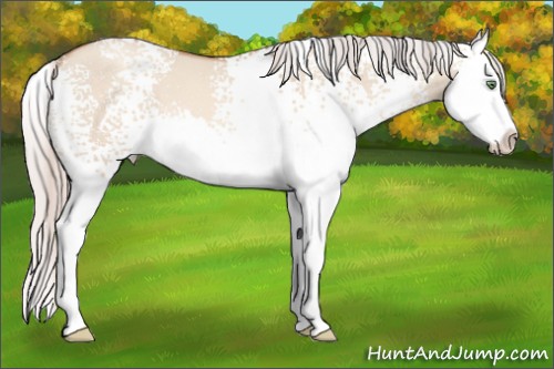 Horse Color:White Spotted Silver Sable Champagne Roan Dun Splash 