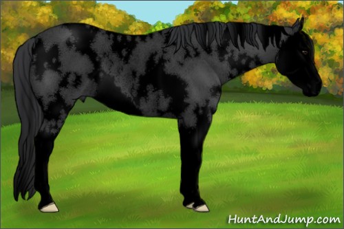 Horse Color:Void White Spotted Black Splash Rabicano 