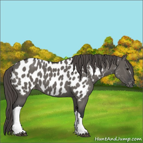Horse Color:Grullo Appaloosa 