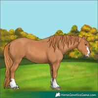 Horse Color:Chestnut 