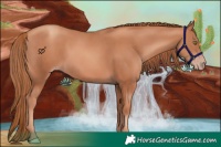 Horse Color:Gold Champagne 