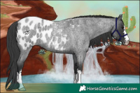 Horse Color:Blue Roan Near Leopard