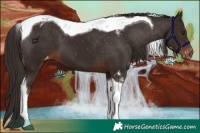 Horse Color:Liver Chestnut Tobiano Appaloosa 
