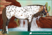 Horse Color:Buckskin Appaloosa 