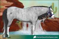 Horse Color:Blue Roan Splash 