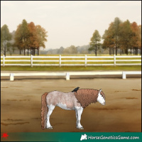 Horse Color:Red Roan Splash 