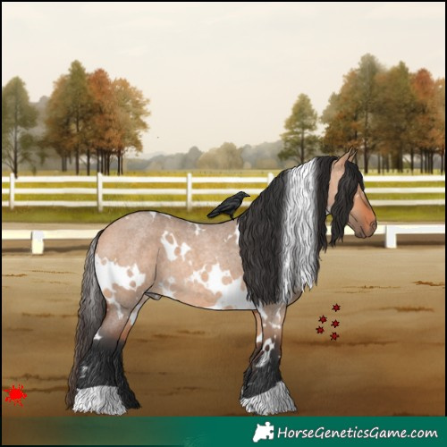 Horse Color:White Spotted Bay Roan Dun 