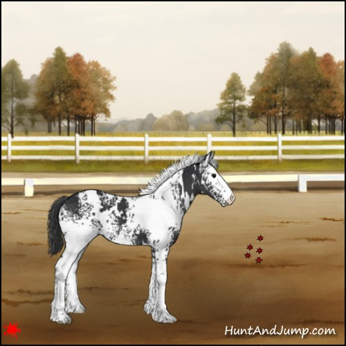 Horse Color:White Spotted Black