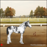 Horse Color:White Spotted Black 